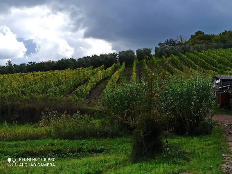 terreno agricolo in vendita ad Empoli in zona Monterappoli