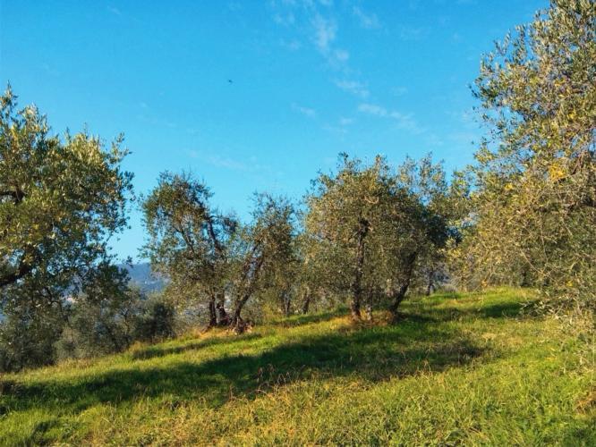 terreno agricolo in vendita ad Empoli in zona Pozzale