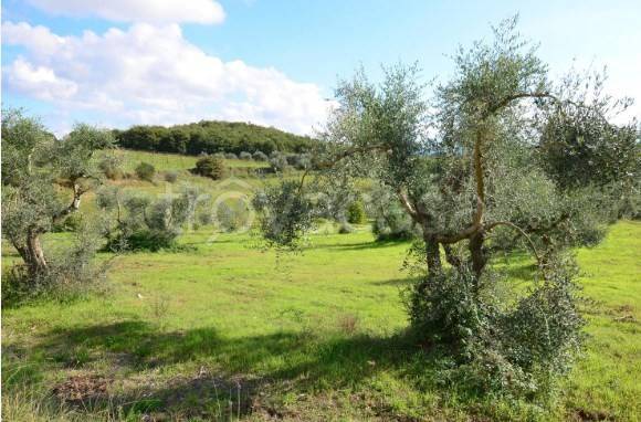 terreno agricolo in vendita ad Empoli in zona Monterappoli