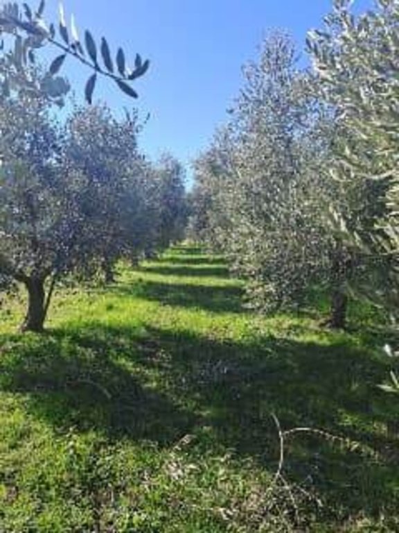 terreno agricolo in vendita a Fiesole in zona Compiobbi