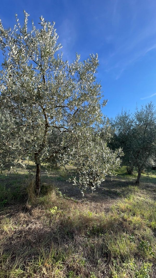 terreno agricolo in vendita a Fiesole