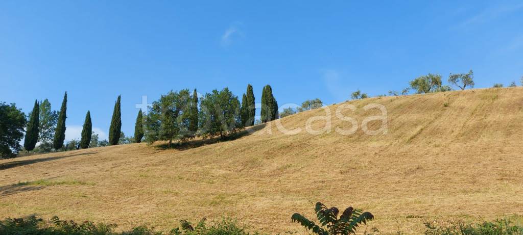 azienda agricola in vendita a Firenze