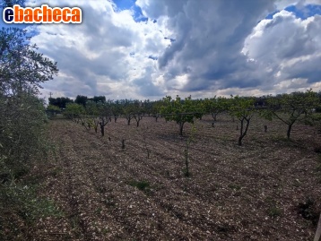 terreno agricolo in vendita a Firenze
