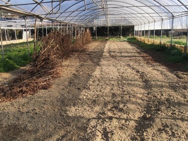 terreno agricolo in vendita a Firenze in zona Isolotto