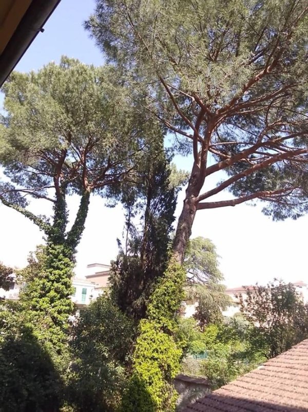appartamento in vendita a Firenze in zona Campo di Marte