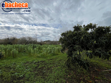 terreno agricolo in vendita a Firenze