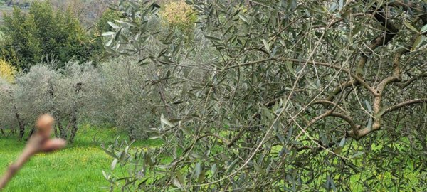 terreno agricolo in vendita a Firenze in zona Gavinana