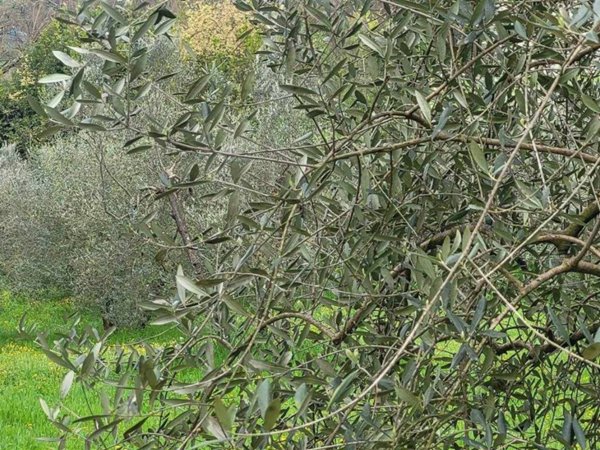 terreno agricolo in vendita a Firenze