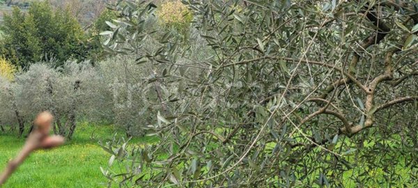 terreno agricolo in vendita a Firenze