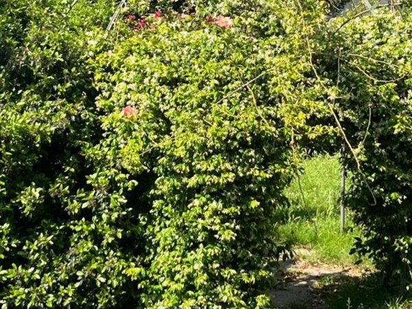 appartamento in vendita a Firenze in zona Bellosguardo
