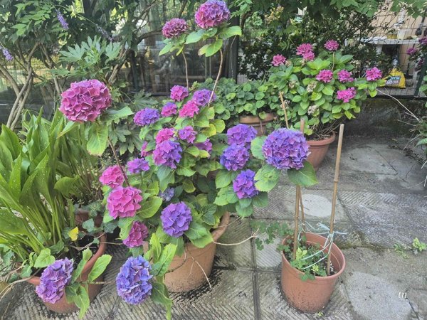 appartamento in vendita a Firenze in zona Novoli
