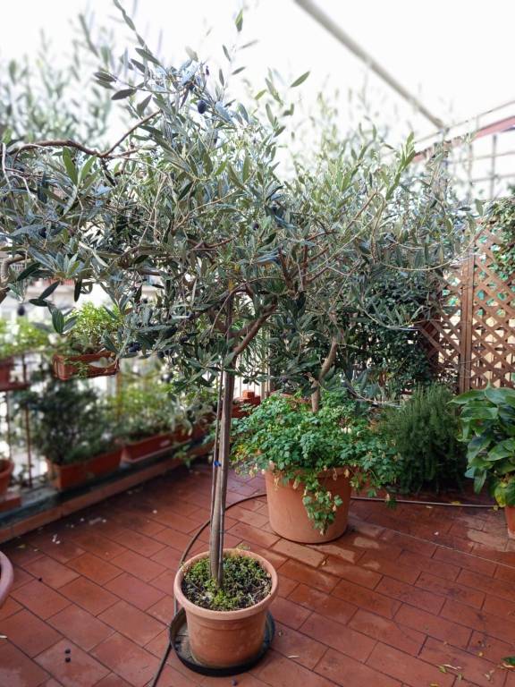 appartamento in vendita a Firenze in zona Coverciano