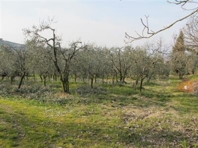terreno agricolo in vendita a Firenze