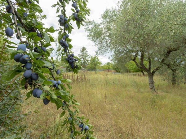 terreno agricolo in vendita a Firenze in zona Brozzi