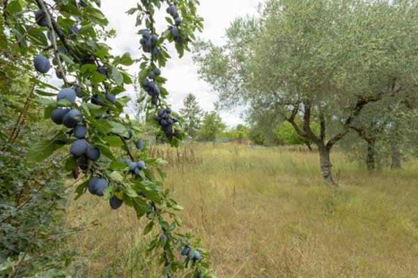 terreno agricolo in vendita a Firenze in zona Brozzi
