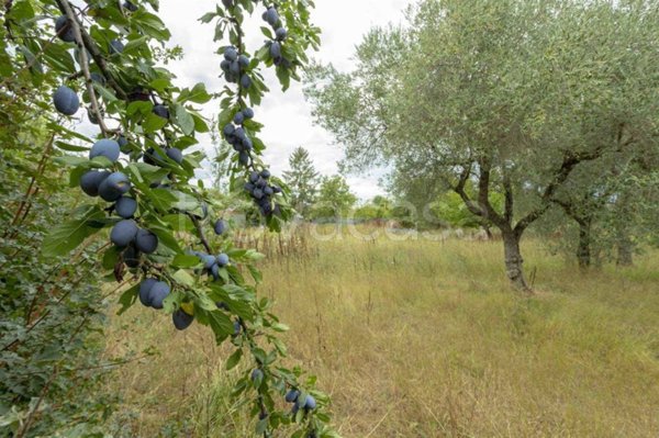 terreno agricolo in vendita a Firenze in zona Brozzi