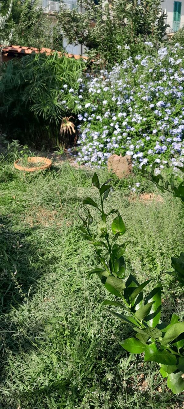 appartamento in vendita a Firenze in zona Campo di Marte