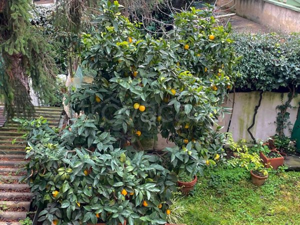 appartamento in vendita a Firenze in zona Campo di Marte