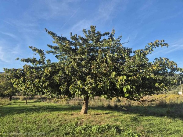 appartamento in vendita a Firenze in zona Campo di Marte