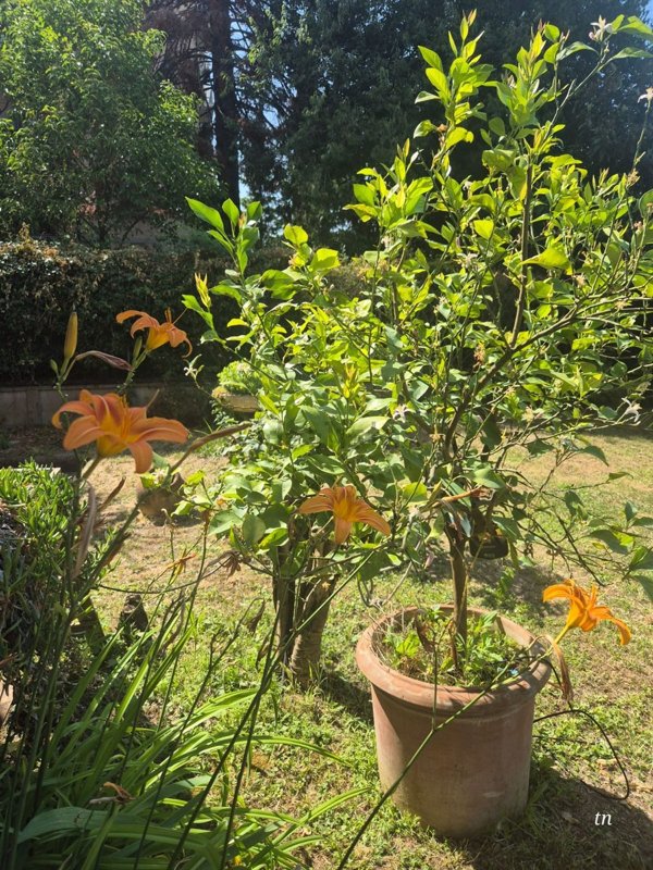 appartamento in vendita a Firenze in zona Novoli