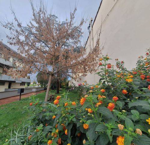 appartamento in vendita a Firenze in zona Careggi