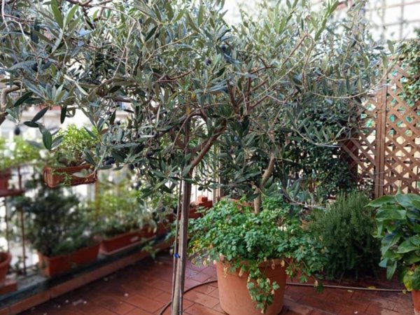 appartamento in vendita a Firenze in zona Coverciano