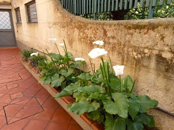 appartamento in vendita a Firenze in zona Careggi