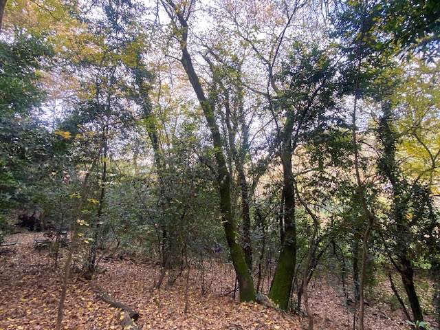 terreno agricolo in vendita a Firenze in zona Pian dei Giullari