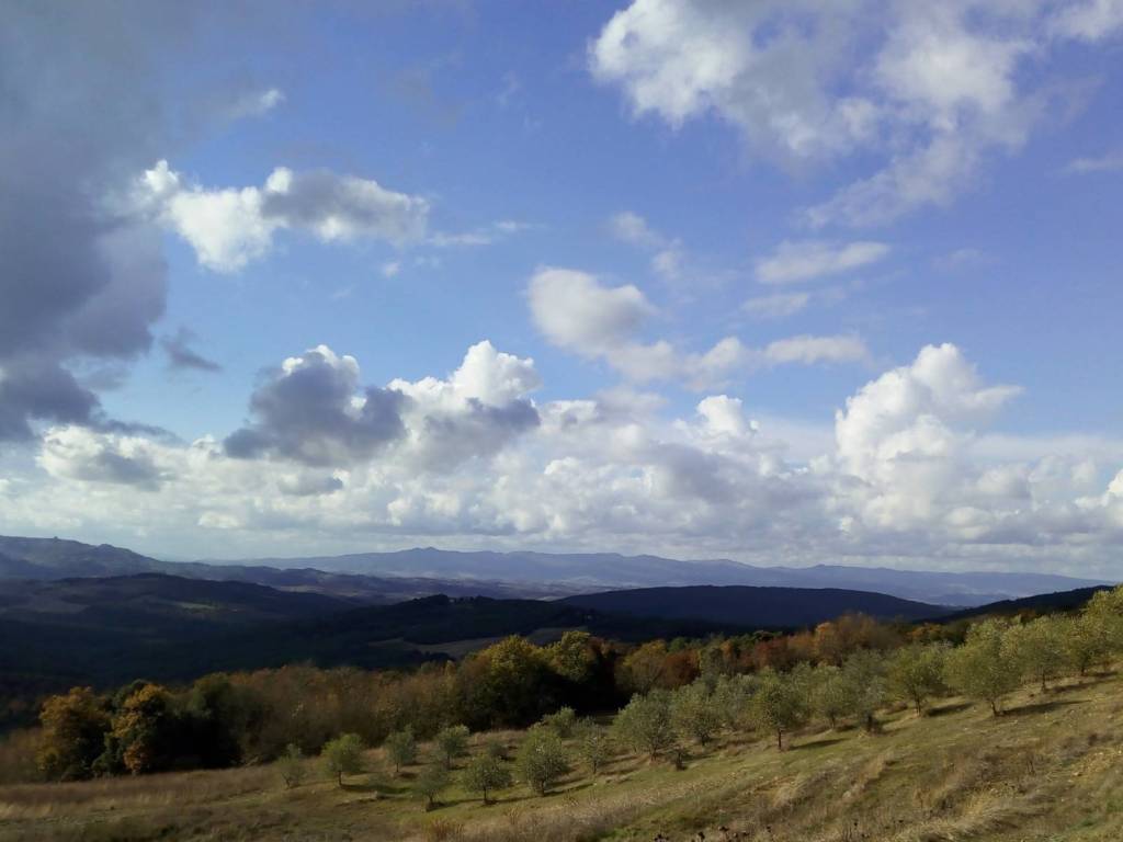 terreno agricolo in vendita a Gambassi Terme