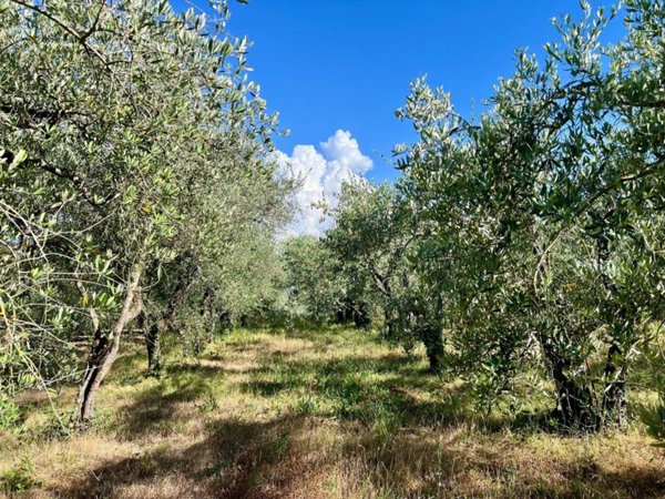 terreno agricolo in vendita a Gambassi Terme in zona Montignoso