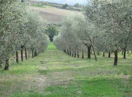 terreno agricolo in vendita a Greve in Chianti in zona Montefioralle
