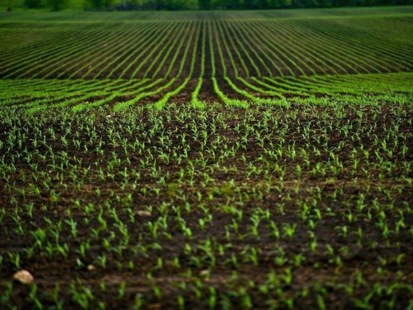 terreno agricolo in vendita a Greve in Chianti