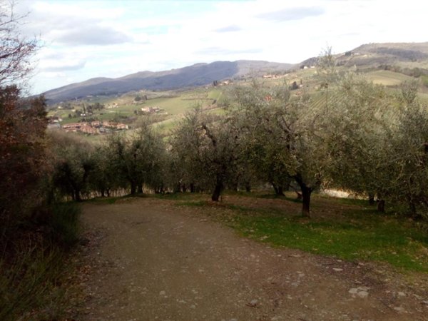 terreno agricolo in vendita a Greve in Chianti in zona Panzano in Chianti