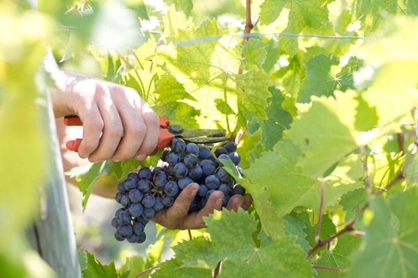 casa indipendente in vendita a Greve in Chianti