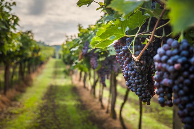 terreno agricolo in vendita a Greve in Chianti