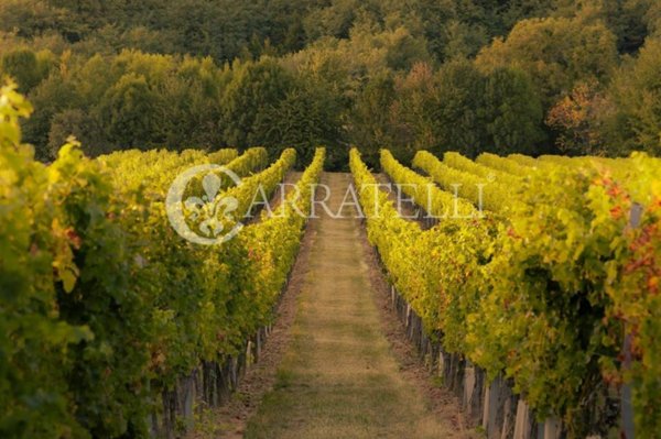 azienda agricola in vendita a Greve in Chianti