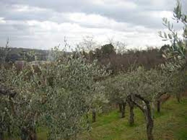 terreno agricolo in vendita a Greve in Chianti in zona Montefioralle