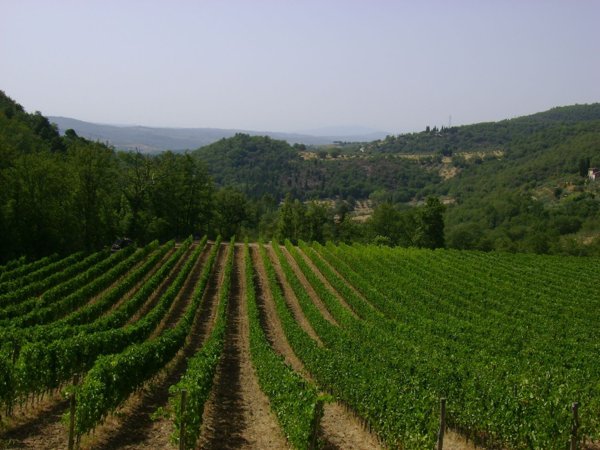 terreno agricolo in vendita a Greve in Chianti