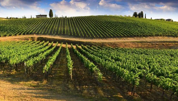 azienda agricola in vendita a Greve in Chianti