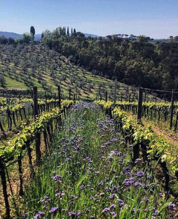 azienda agricola in vendita a Greve in Chianti