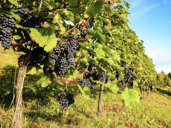 negozio in vendita a Greve in Chianti