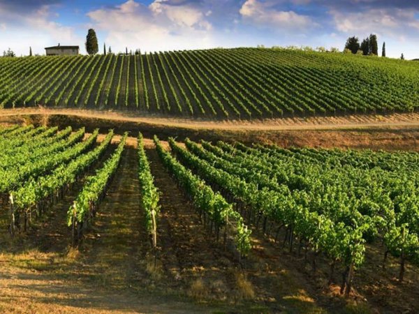 negozio in vendita a Greve in Chianti