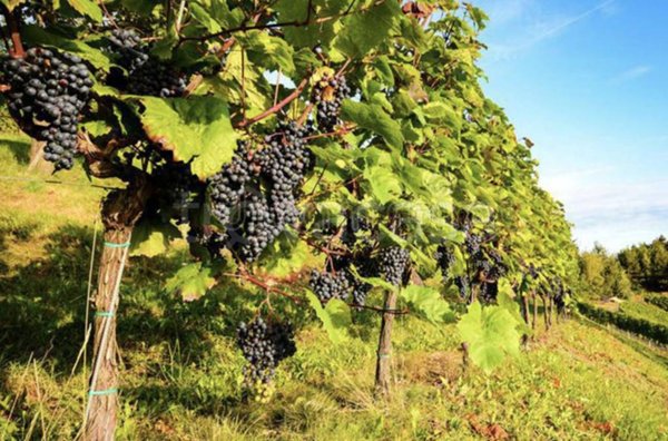 ufficio in vendita a Greve in Chianti