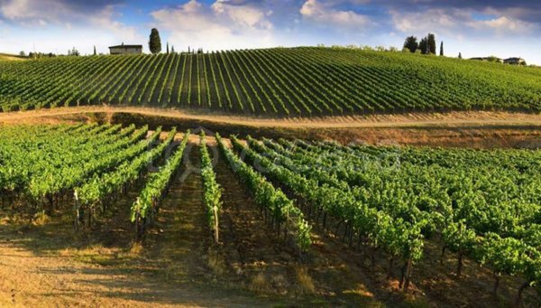 negozio in vendita a Greve in Chianti in zona Il Piano