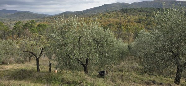 terreno agricolo in vendita a Greve in Chianti in zona Strada in Chianti