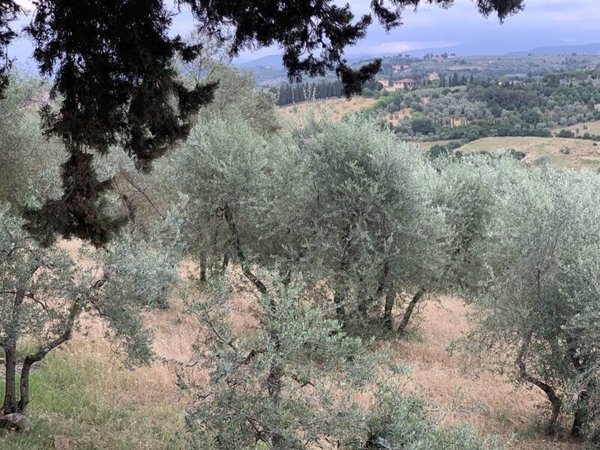 terreno agricolo in vendita ad Impruneta