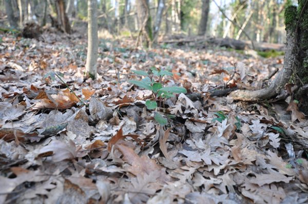 terreno agricolo in vendita ad Impruneta in zona Tavarnuzze