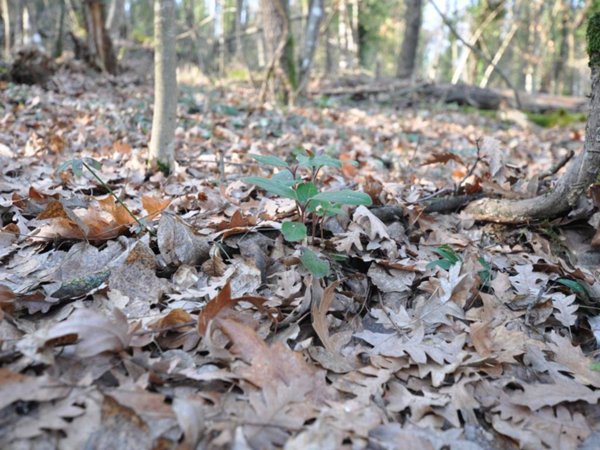 terreno agricolo in vendita ad Impruneta in zona Bagnolo/Cantagallo