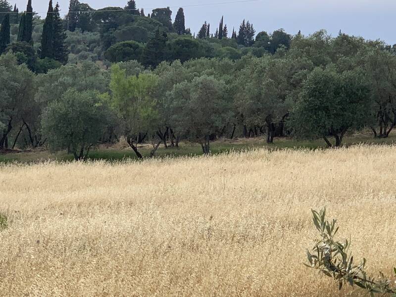 terreno agricolo in vendita ad Impruneta