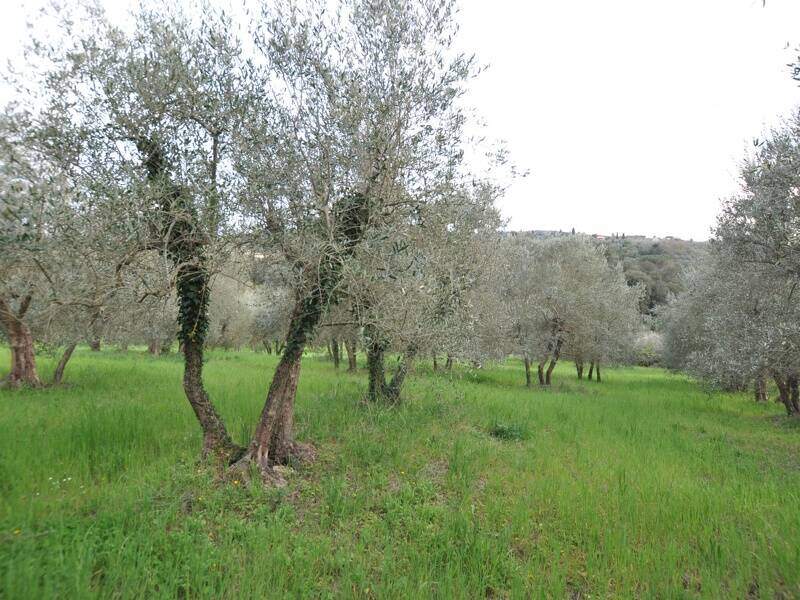 terreno agricolo in vendita ad Impruneta